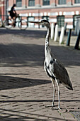 Wild Heron In The Street, Amsterdam, Netherlands