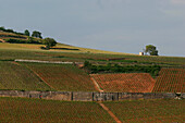 Pommard Vineyard, In The Region Of Pommard, Cote-D'Or (21)