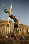 Cornas Wine-Growing Region, Vineyard, Old Syrah Grapevine (Up To 80 Years Old), Ardeche