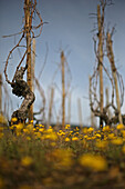 Cornas Wine-Growing Region, Vineyard, Carpet Of Flowers Called Crepis De Nimes, Ardeche (07)