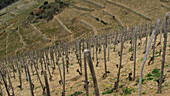 Cornas Wine-Growing Region, Northern Cote Du Rhone, Ardeche (07)