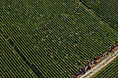 Aerial View Of Champagne Vineyards, Region Of Verzy During The Grape Harvest, Marne (51)