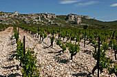 Vineyard At The Chateau Calissanne, Coteaux D'Aix-En-Provence, Bouches Du Rhone (13)
