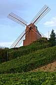 Mumm Mill In The Vineyards Of Verzenay, Marne (51)
