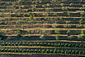 Terraced Land Of Grapevines And Olive Trees In The Var (83)