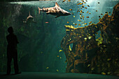 Aquarium Of La Rochelle, Shark Tank, Charente Maritime (16)