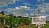 Vineyard Of Chateau Pavie. Saint-Emilion, Great Wines Of Bordeaux, Gironde (33), France