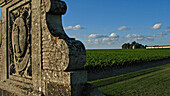 Vineyard Of Chateau Latour, Premier Wine Of Medoc, Gironde (33), France