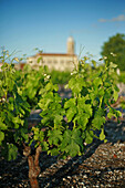 Arcins Vineyard In Medoc. Bordeaux, Gironde (33)
