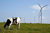 Prime Holstein Cows In Front Of The Wind Turbines, Plateau Of Fecamp, Seine-Maritime, France