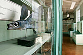 Flying Fish, Hall Of Fish, Museum Of Natural History In Rouen, Seine-Maritime (76), France
