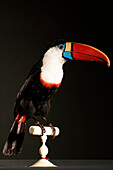 Ariel Toucan, Museum Of Natural History In Rouen, Seine-Maritime