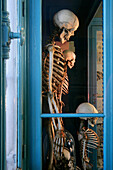 Human Skeletons, Hall Of Human Anatomy, Museum Of Natural History In Rouen, Seine-Maritime (76), France