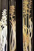 Hyacinths Having Grown Without Light, Formalin Preservation, Experiment By Henri Gadeau De Kerville, Botany Hall, Museum Of Natural History In Rouen, Seine-Maritime (76), France