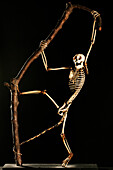 Skeleton Of A Wooly Monkey, Hall Of Mammals, Museum Of Natural History In Rouen, Seine-Maritime (76), France