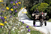 Horse-Drawn Cart On The Route To Vila Vicosa, Alentejo, Portugal