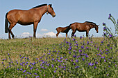 Lusitanian Horses, Coudelaria De Alter, National Stud Farm, Alter Do Chao, Alentejo, Portugal