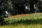 Poppies Under The Olive Trees, Alentejo, Portugal