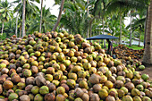 Pile Of Coconuts, Bang Saphan Province, Thailand