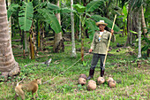 Coconuts Picked By Monkeys Trained To Pick The Ripe Fruit And Drop Them To The Ground.