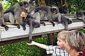 Child Feeding Gibbon Apes With Their Young, Prachuap Khiri Khan, Thailand