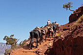 Tour Guide Bringing His Mules Back From A Trek In The Grand Canyon, Grand Canyon, Arizona, United States, Usa