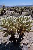 Cholla Cactus In The Desert, Joshua Tree National Park, California, United States, Usa