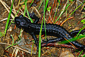 Alpine salamander (Salamandra atra), Stubai, Stubai Alps, Tyrol, Austria