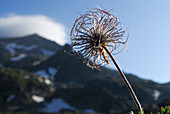Fruit of alpine anemone, Ahrntal, Zillertal Alps, South Tyrol, Italy