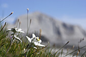 Edelweiß (Leontopodium alpinum), Naturpark Fanes-Senes-Prags, Dolomiten, Trentino-Südtirol, Italien