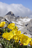 Alpen-Mohn, Marmolata, Dolomiten, Trentino-Südtirol, Italien