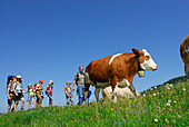 Group of hikers passing pasture with cattle, Bavarian Alps, Upper Bavaria, Bavaria, Germany
