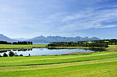 Forggensee mit Tannheimer Berge im Hintergrund, Allgäu, Bayern, Deutschland