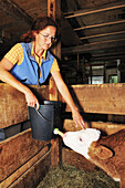 Woman feeding calf with milk, Upper Bavaria, Bavaria, Germany