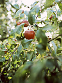 Apple tree with fruits near Rhine, Dusseldorf, North Rhine-Westphalia, Germany