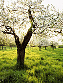 Blooming apple trees at river Rhine, Dusseldorf, North Rhine-Westphalia, Germany