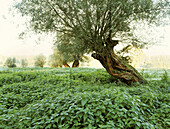 Pastureland with pollard willow trees, Rhine, Dusseldorf, North Rhine-Westphalia, Germany