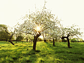 Blühende Apfelbäume am Rhein, Düsseldorf, Nordrhein-Westfalen, Deutschland