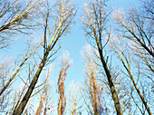 Bare beech trees with hoarfrost, riverside forest near Rhine, Dusseldorf, North Rhine-Westphalia, Germany