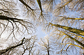 Bare beech trees with hoarfrost, riverside forest near Rhine, Dusseldorf, North Rhine-Westphalia, Germany