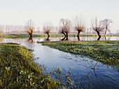 Pollard willow trees in high water, pastureland at river Rhine, Dusseldorf, North Rhine-Westphalia, Germany
