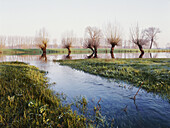 Kopfweiden im Hochwasser, Auenlandschaft am Rhein, Düsseldorf, Nordrhein-Westfalen, Deutschland