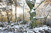 Forrest with oak and pine trees in winter, Dusseldorf, North Rhine-Westphalia, Germany