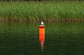 Sea gull on Jezioro Mamry (Mamry Lake) near Gizycko, Lötzen, Mazurskie Pojezierze, East Prussia, Poland, Europe