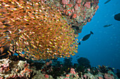 Schwarm Glasbarsche, Parapriacanthus, Malediven, Ellaidhoo Hausriff, Nord Ari Atoll