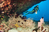 Overhang with Sea Fan and Diver, Maldives, Himendhoo Thila, North Ari Atoll