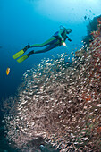 Schwarze Koralle umhuellt von Glasfischen und Taucher, Parapriacanthus sp., Antipathes dichotoma, Malediven, Maya Thila, Nord Ari Atoll