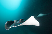 Blotched Fantail Stingray, Taeniura meyeni, Maldives, Ellaidhoo House Reef, North Ari Atoll