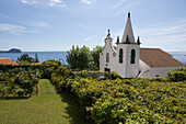 Grape vines and church, Varadouro, Faial Island, Azores, Portugal, Europe