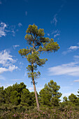 Pinie im Parc Son Real Naturpark, nahe Can Picafort, Mallorca, Balearen, Spanien, Europa